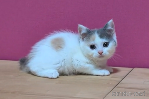 成約済の東京都のスコティッシュフォールド-96319の4枚目